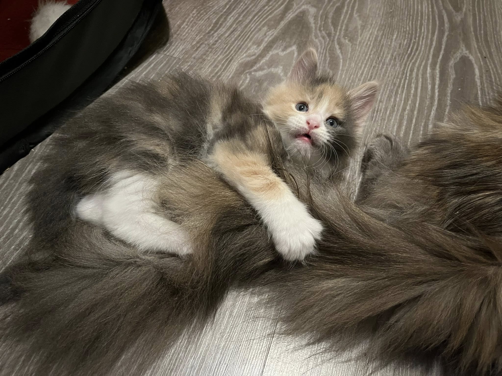 Famille de chats Maine Coon