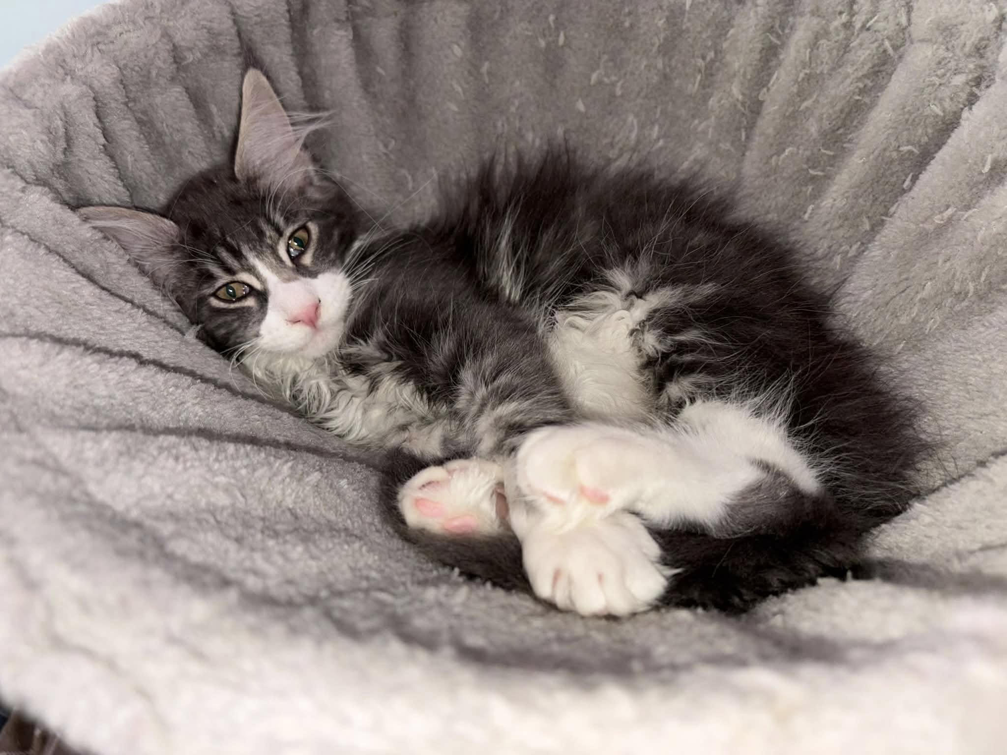 Portrait de Deb avec ses Maine Coons
