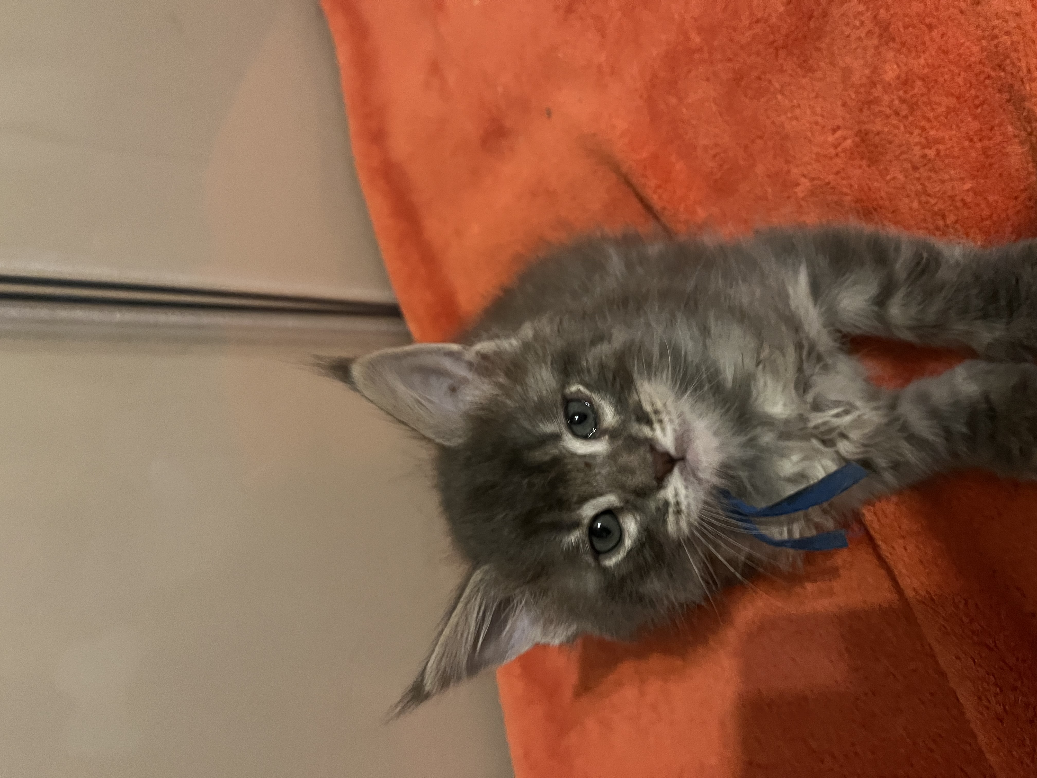 Blue le chaton Maine Coon
